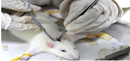 医疗器械临床试验前动物试验研究要点