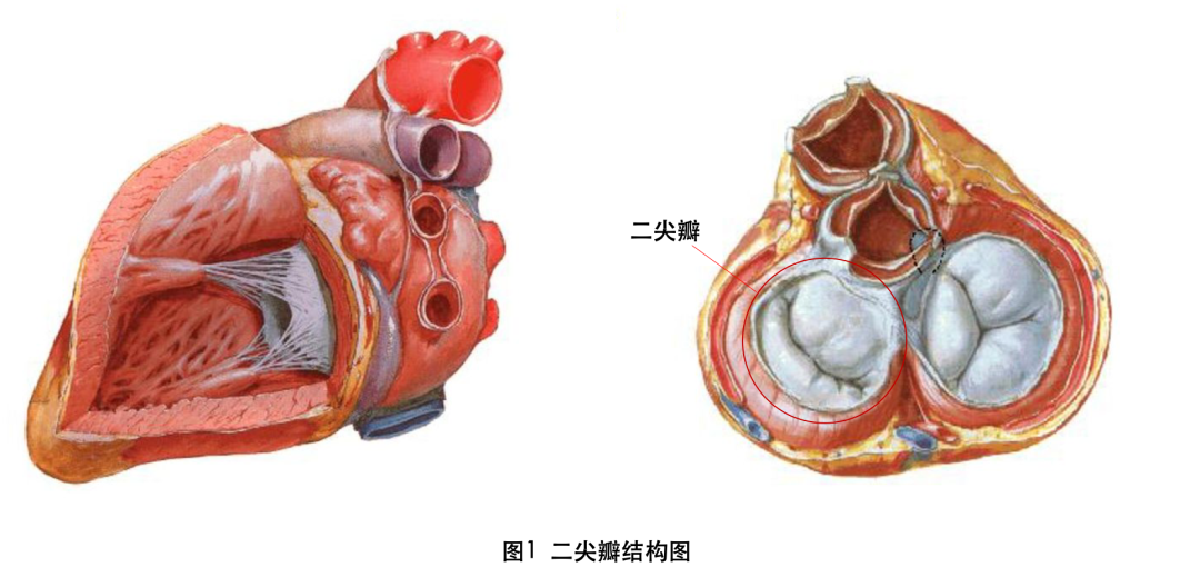 心室收缩时，二尖瓣即严密关闭房室口，防止血液逆流入左心房