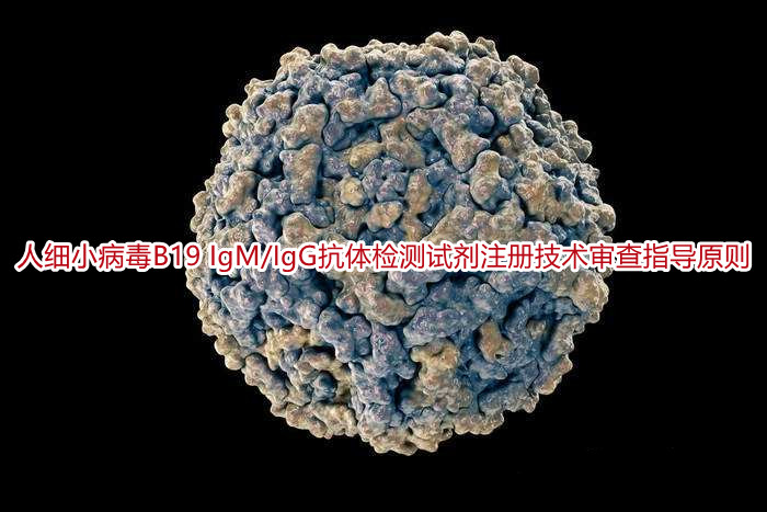 人细小病毒B19 IgM/IgG抗体检测试剂注册技术审查指导原则