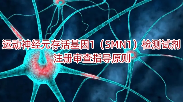 运动神经元存活基因1（SMN1）检测试剂 注册审查指导原则